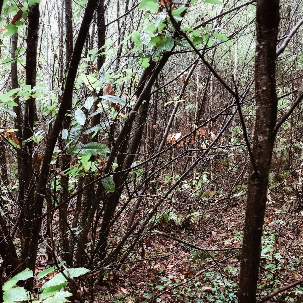 Promenons-nous dans les bois