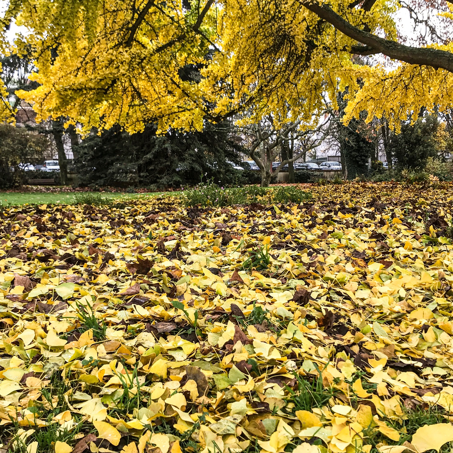 L&rsquo;arbre aux feuilles d&rsquo;or