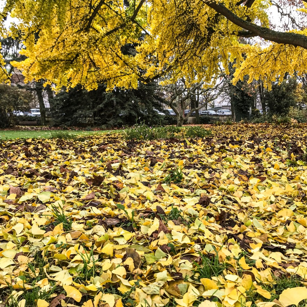 L&rsquo;arbre aux feuilles&nbsp;d&rsquo;or