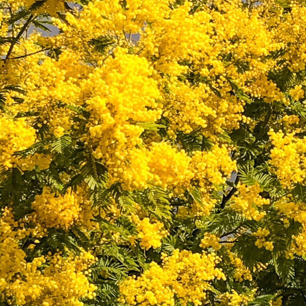Jaune mimosa
