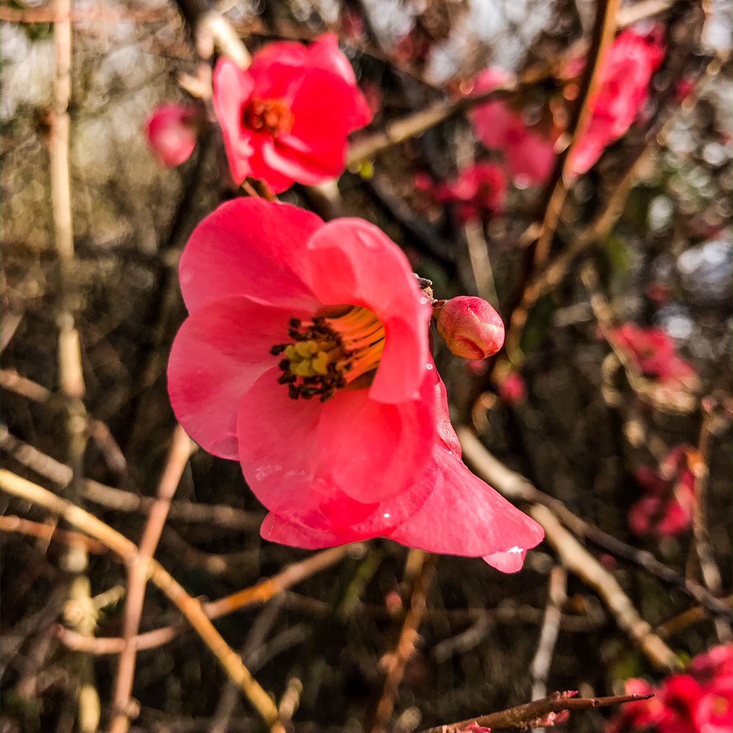 Fleur de pommier du Japon