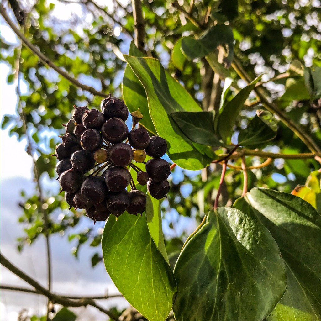 Un avant-goût de printemps