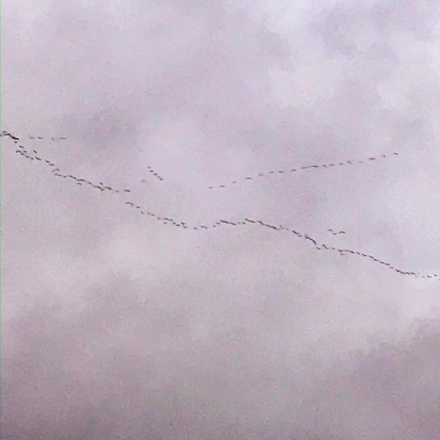 Regarder passer les grues