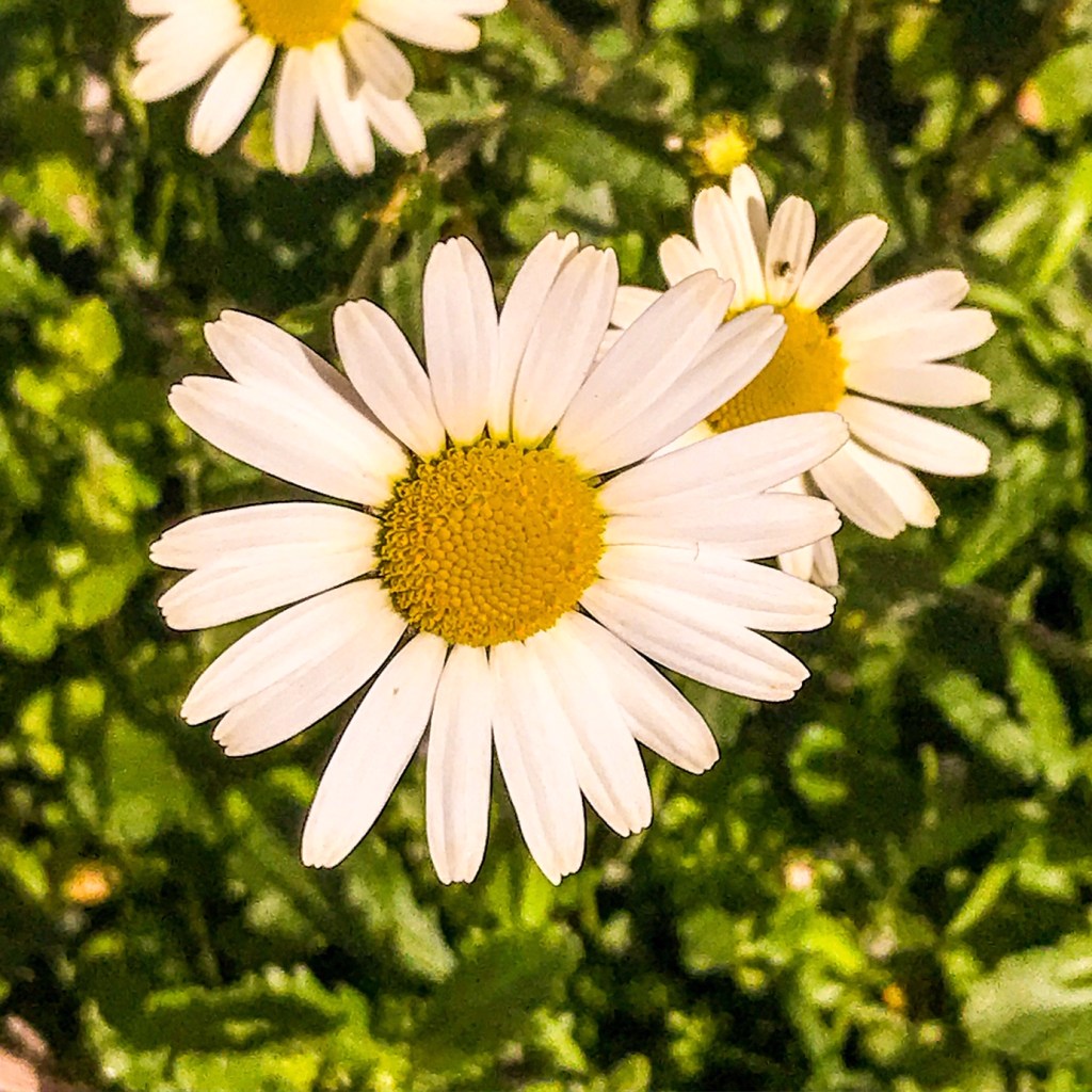 Effeuiller la marguerite