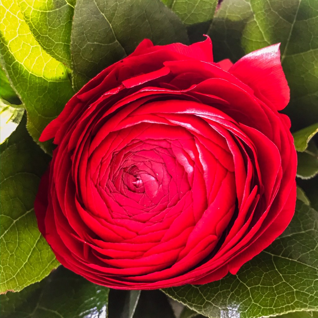 Rouge comme une renoncule