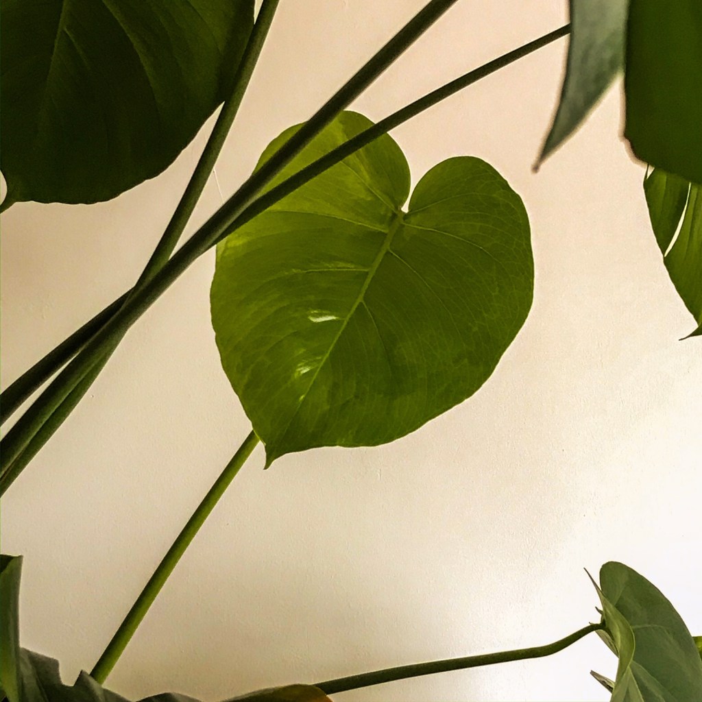 Tout conjugue le verbe aimer