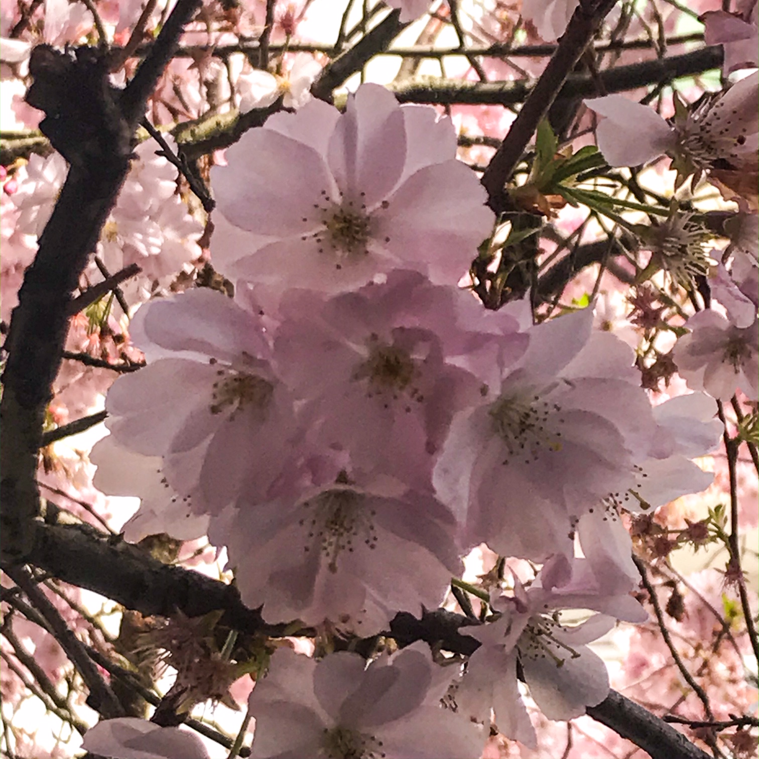 Blossoms