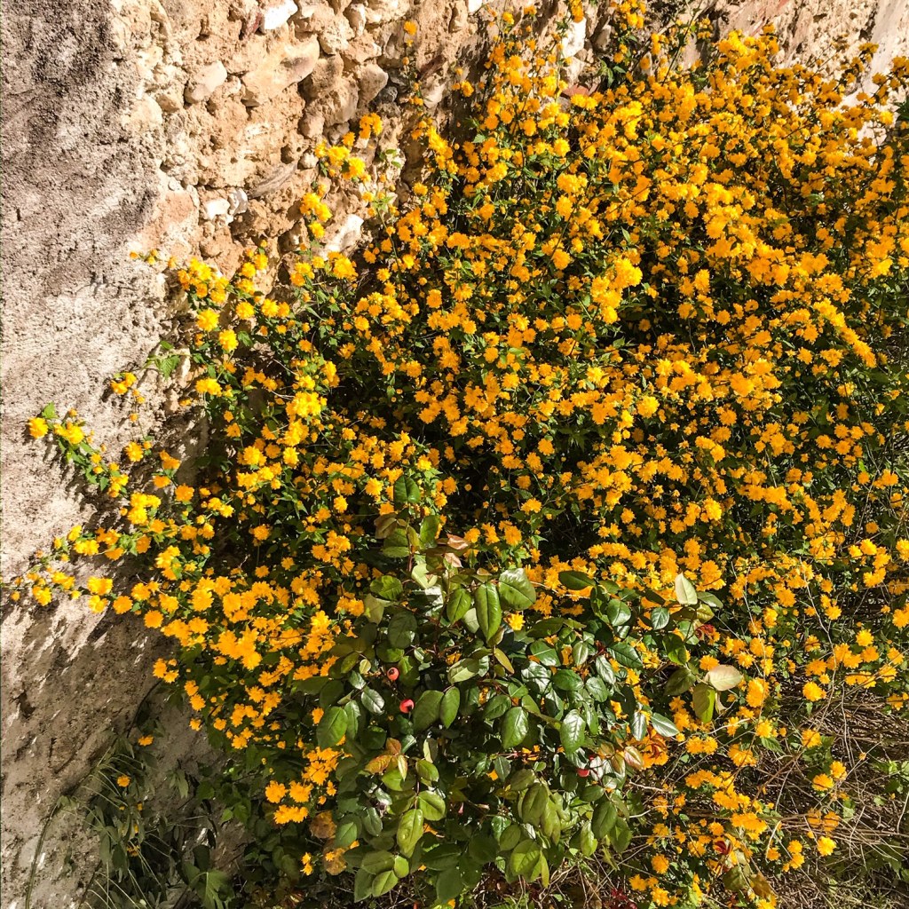 arbre à pompons jaunes