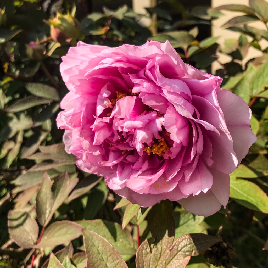 Les pivoines du jardin