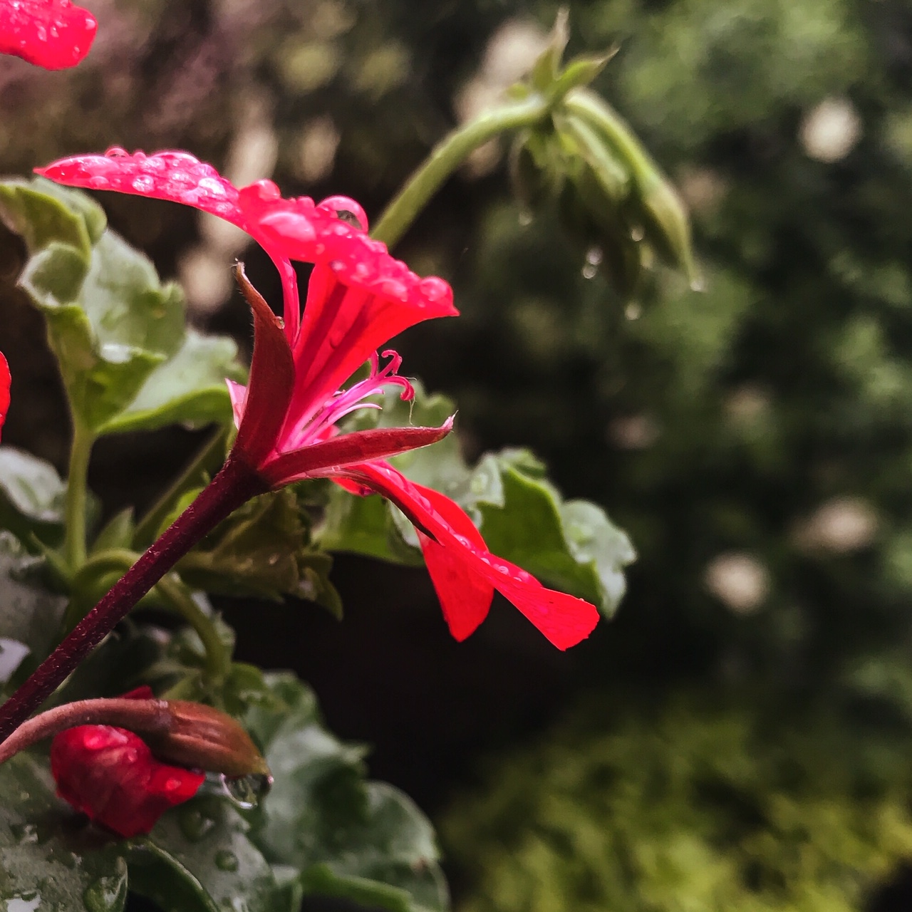 Gouttes sur géraniums