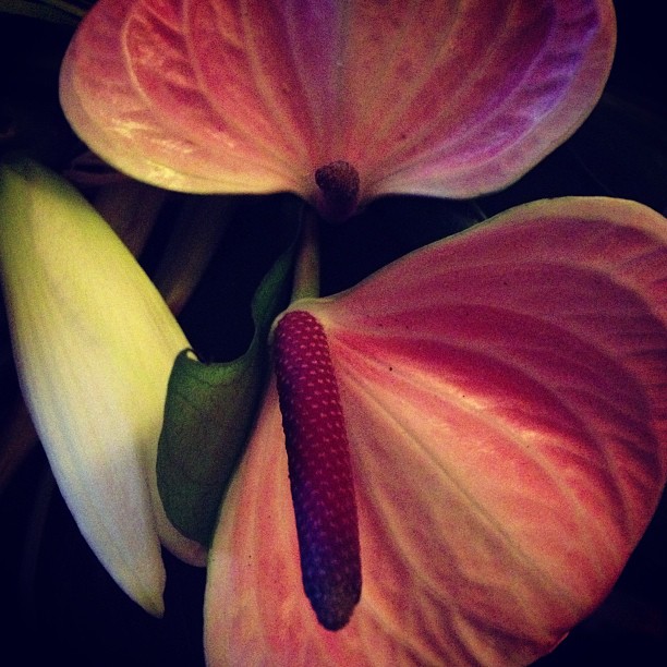 On ne fait pas pousser une fleur plus vite en tirant sur sa&nbsp;tige…