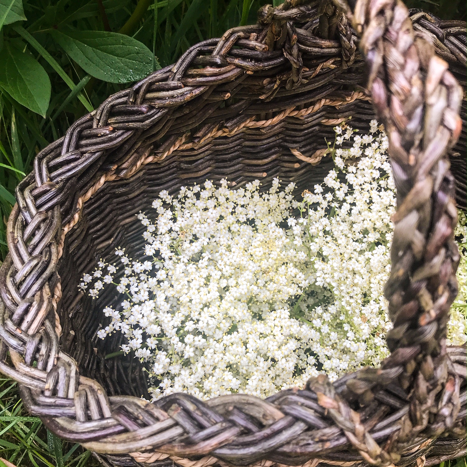 Cueillette des fleurs de sureau
