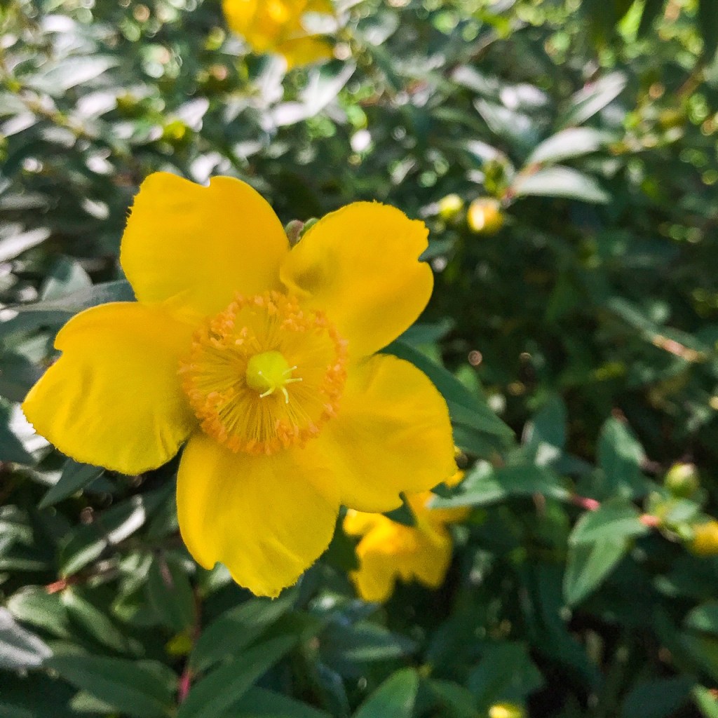 Vibrer comme une immense lyre