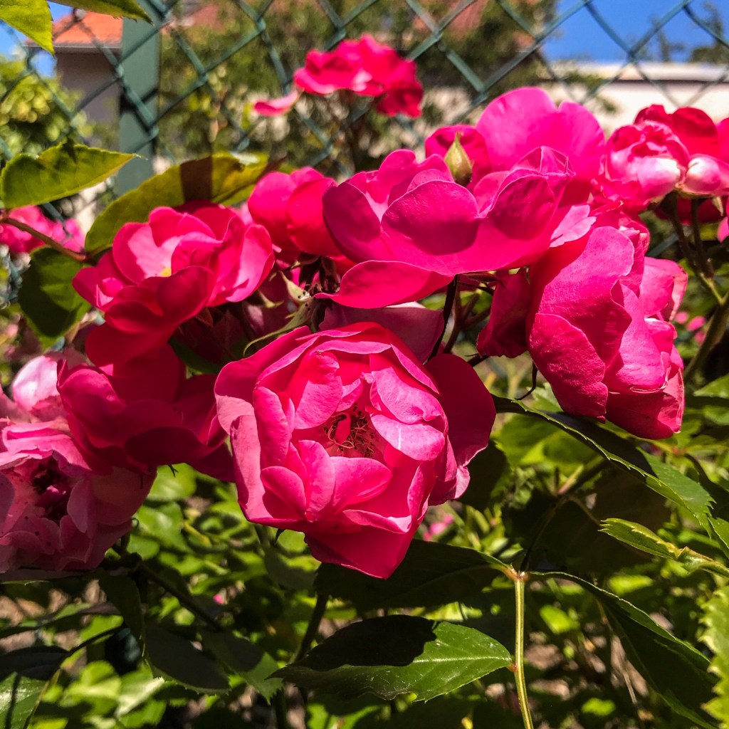 Vibrer comme une immense&nbsp;lyre