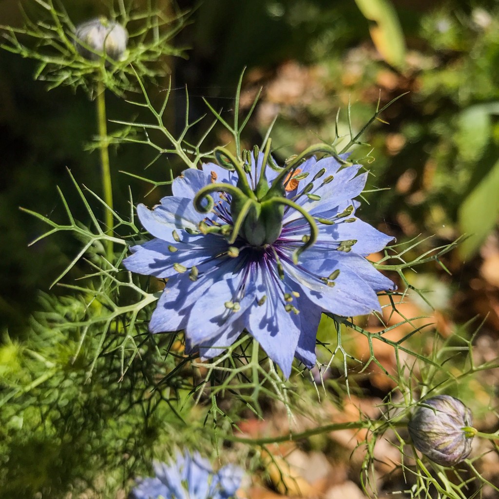 Vibrer comme une immense lyre