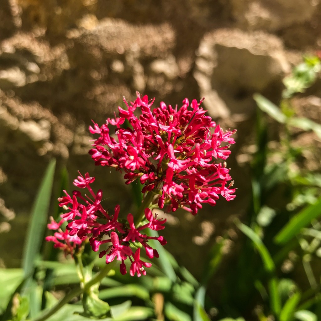 Vibrer comme une immense lyre