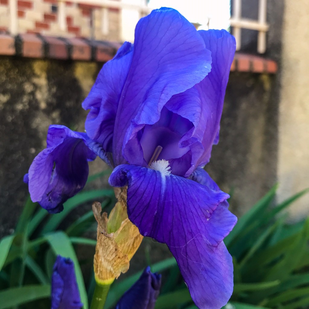 Vibrer comme une immense lyre