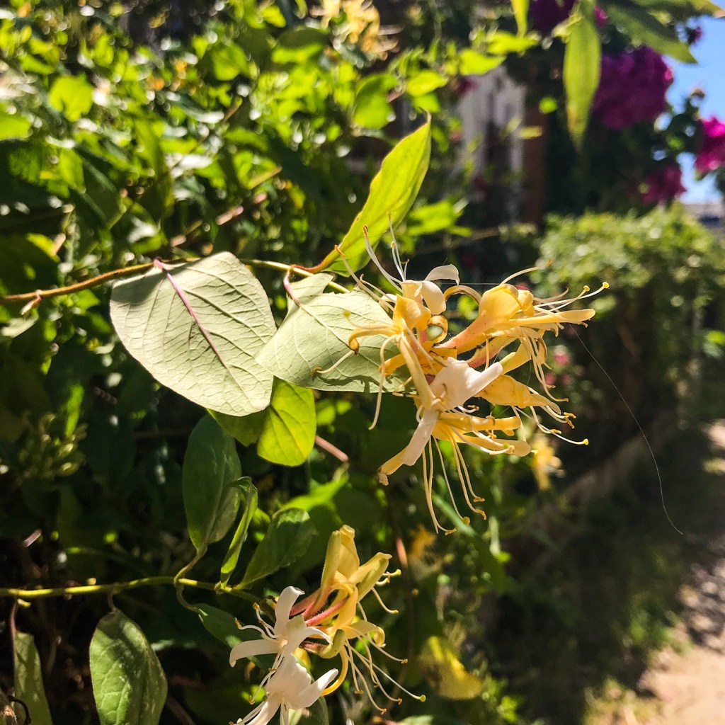 Vibrer comme une immense lyre