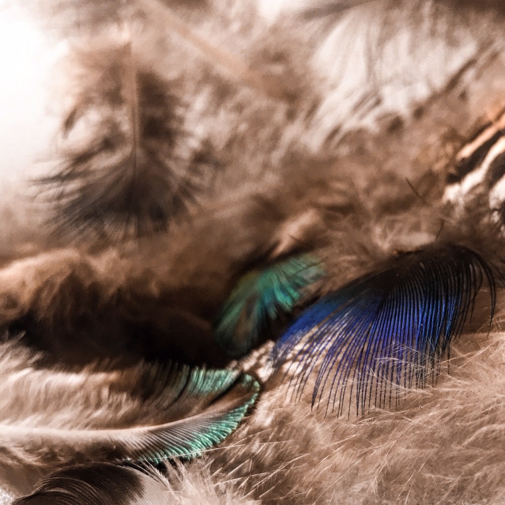 Le vêtement léger des oiseaux