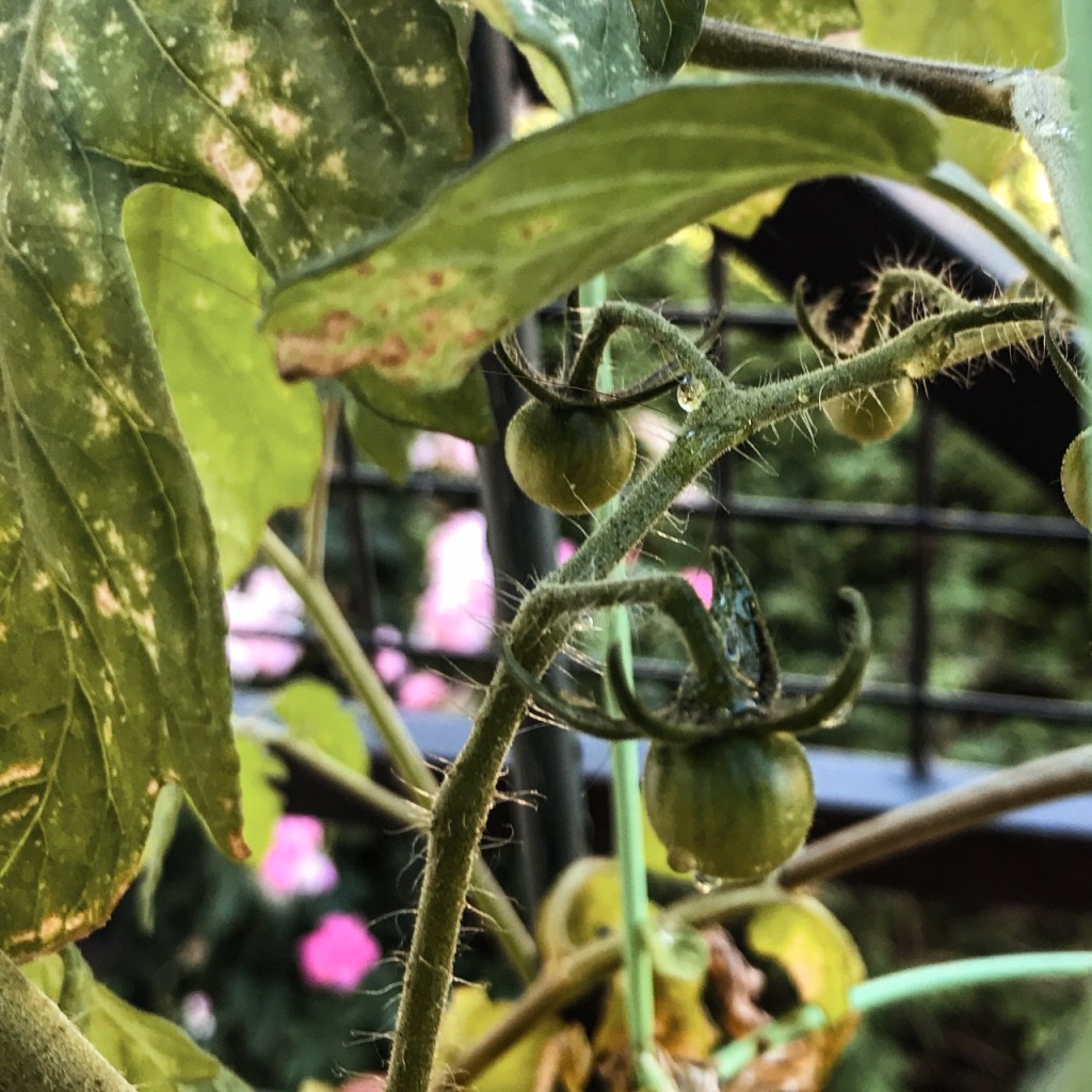 Les petites tomates cerise