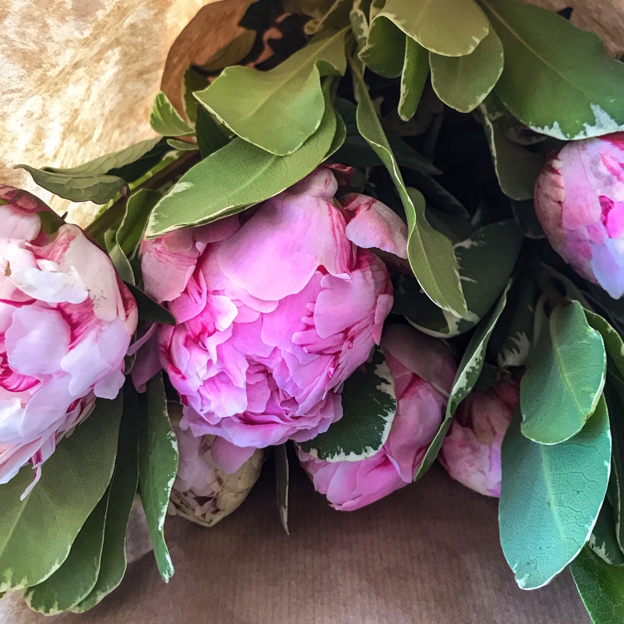 Encore une histoire de pivoines