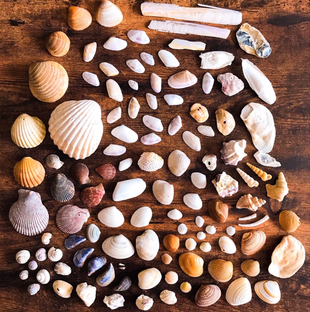 Instantané #100 (juste quelque chose de joli)