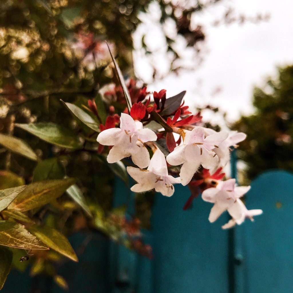 Promenade du dimanche