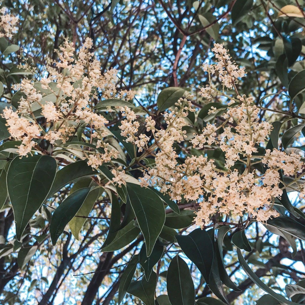 L'odeur des troènes