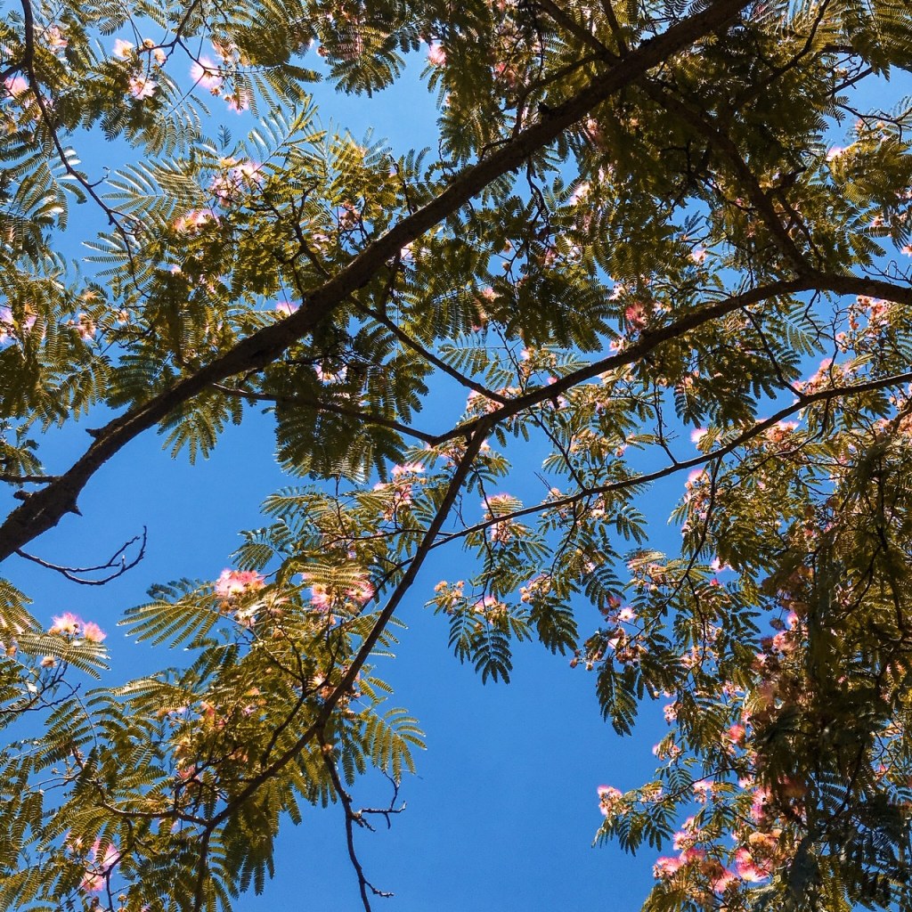 Arbre à pompons roses (albizia)