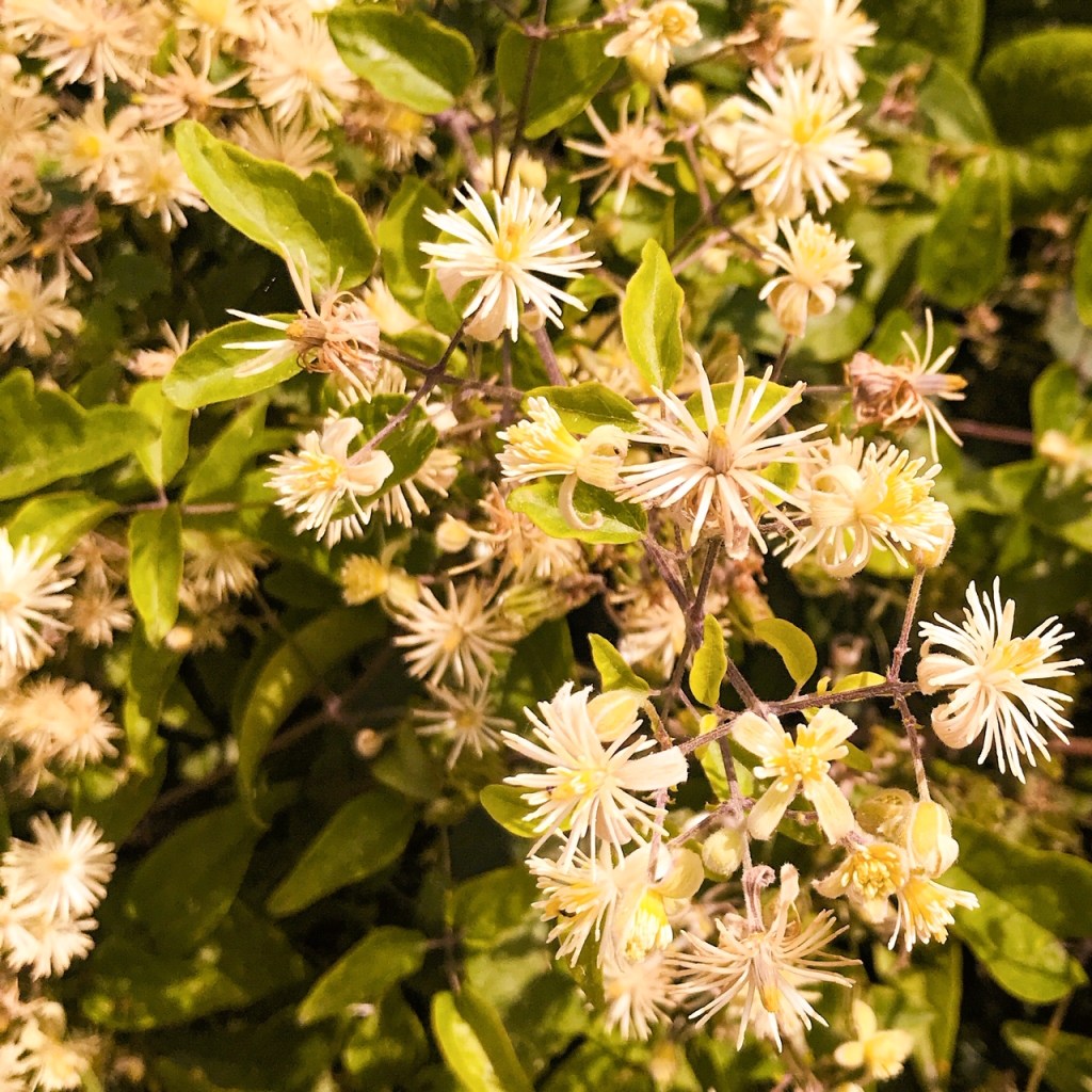 L'odeur des haies de clématite