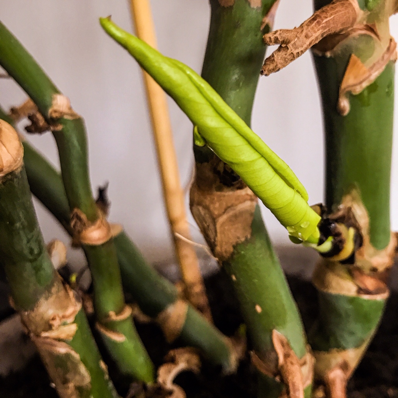 Instantané #109 (résurrection)