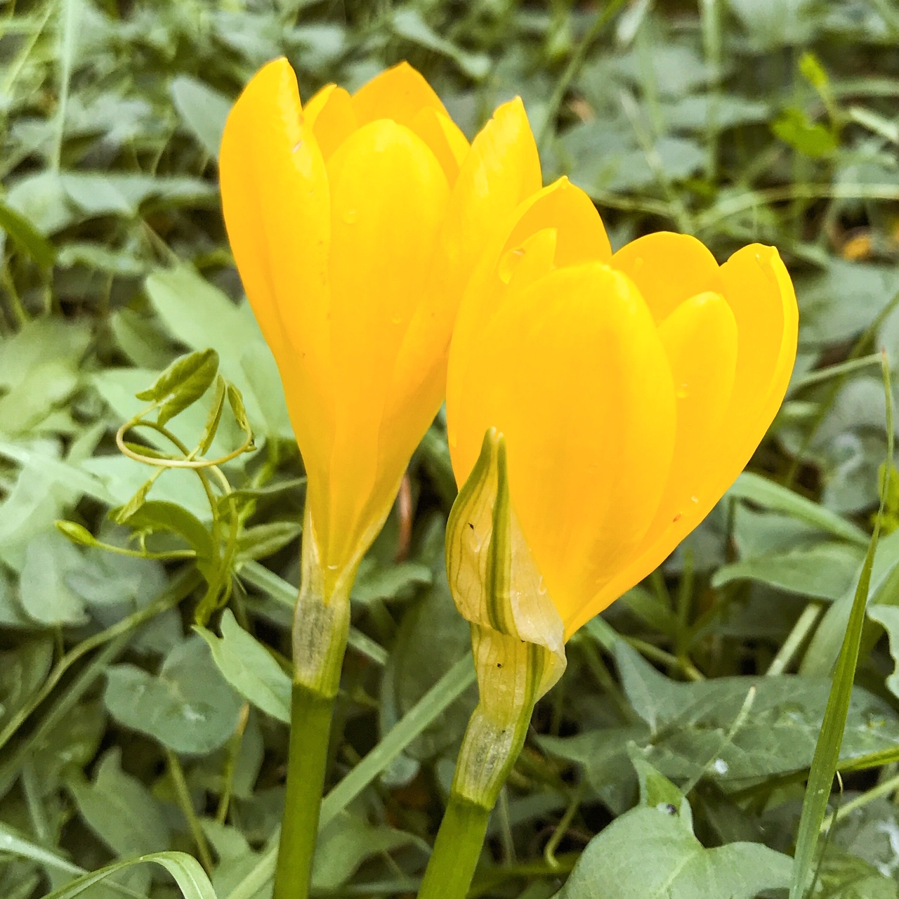Deux crocus amoureux