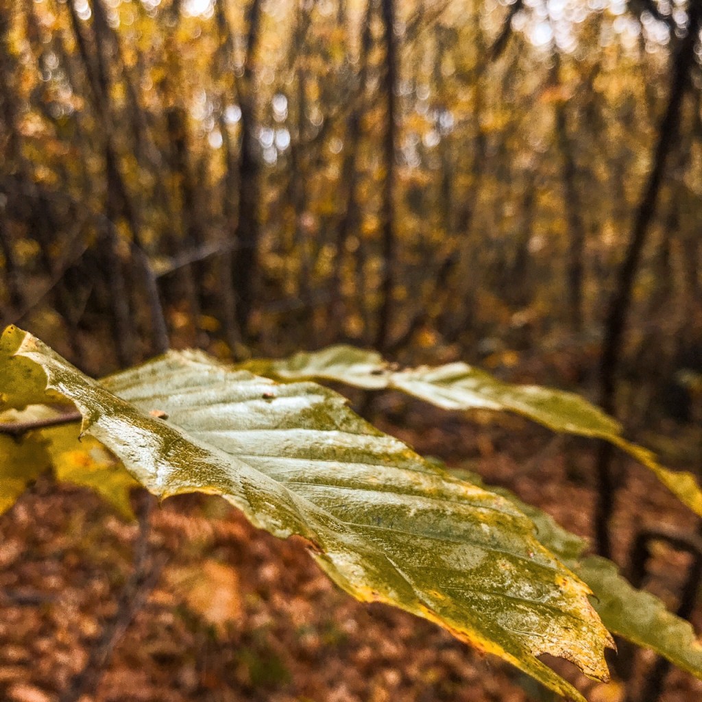 J’oublie, en revoyant votre heureuse clarté, Forêt, tourmente, et nuit, longue, orageuse, et&nbsp;noire.