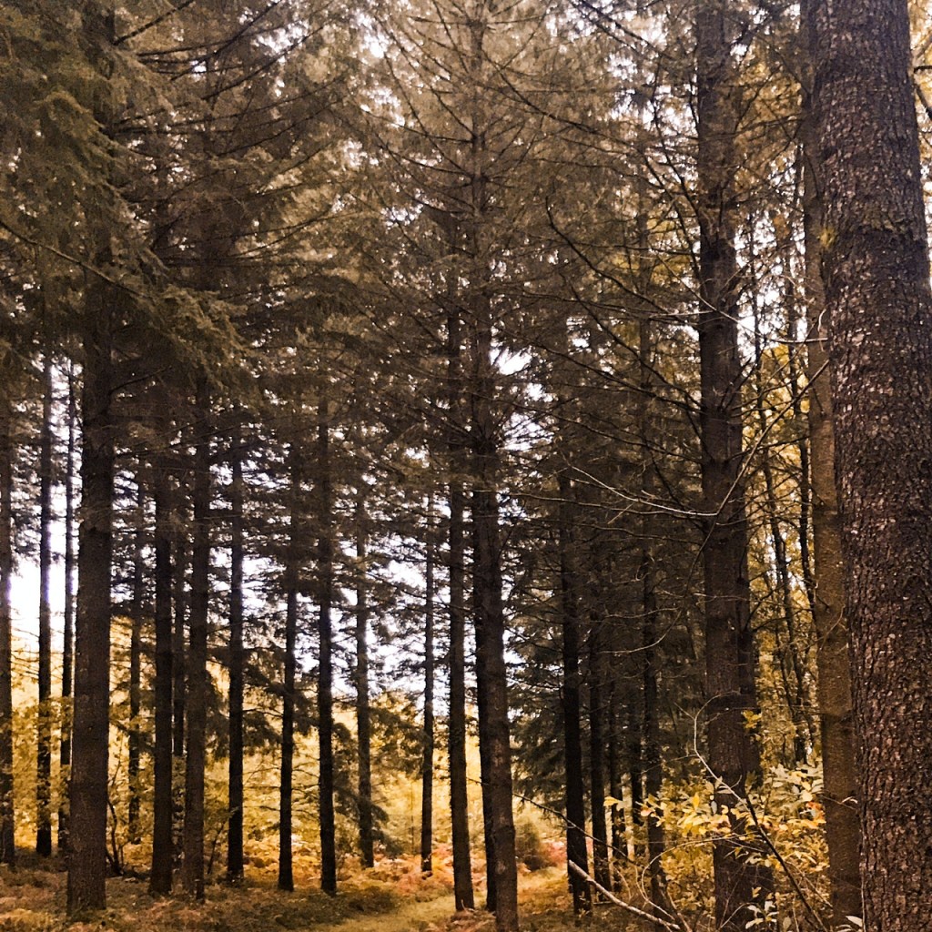 Alors l&rsquo;homme et la femme en leur agilité Jouissaient sans mensonge et sans&nbsp;anxiété