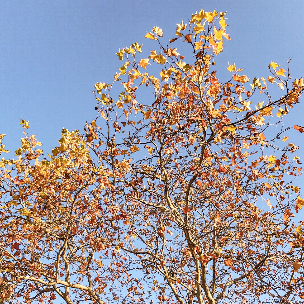 Les dernières feuilles mortes