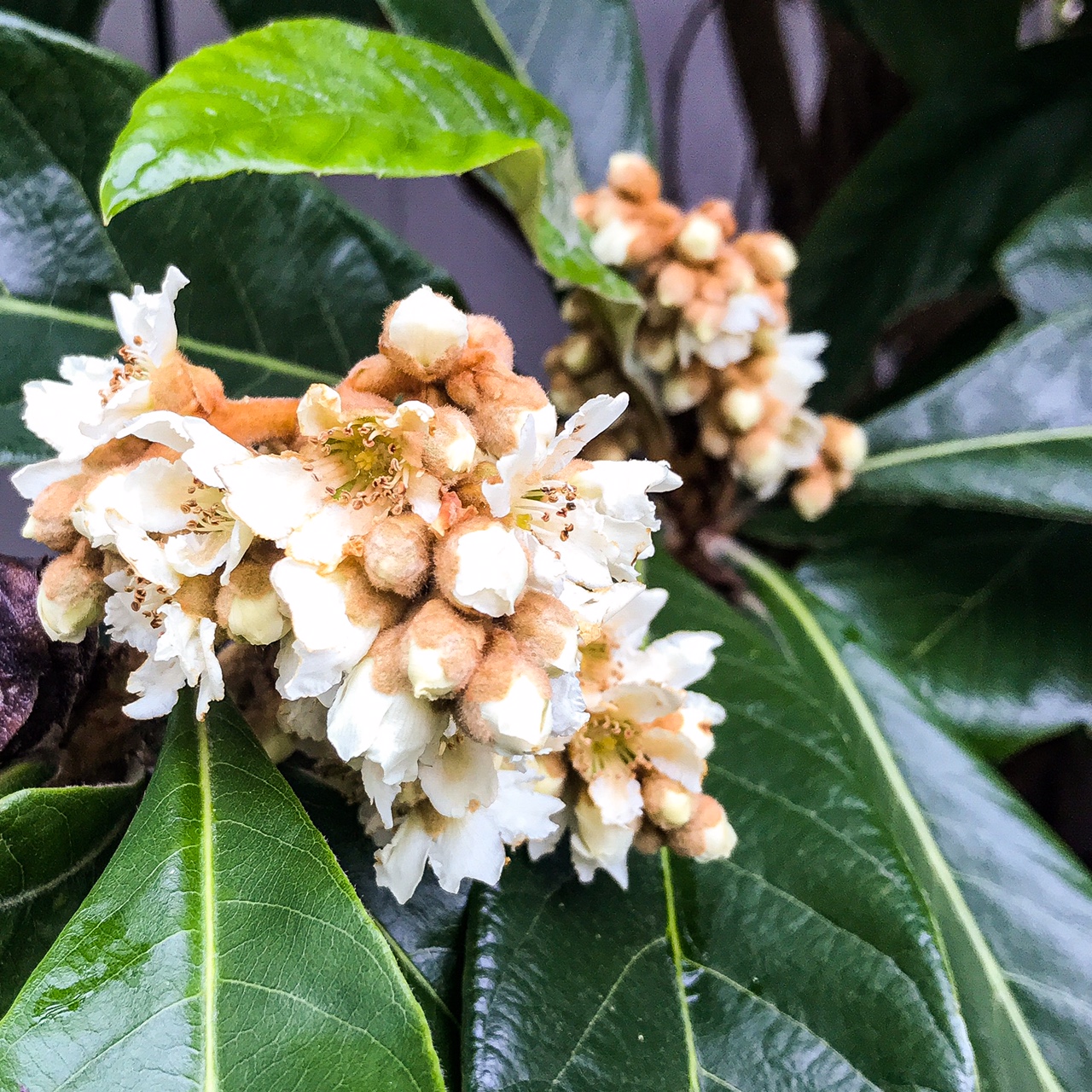 fleurir lorsque tout meurt