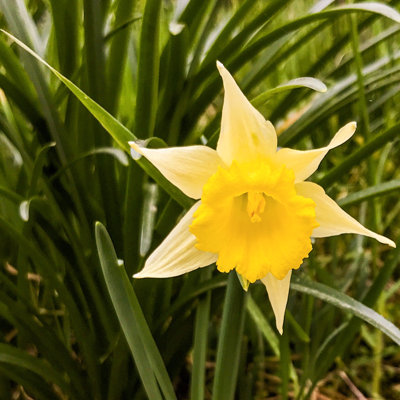 Les premiers Narcisses