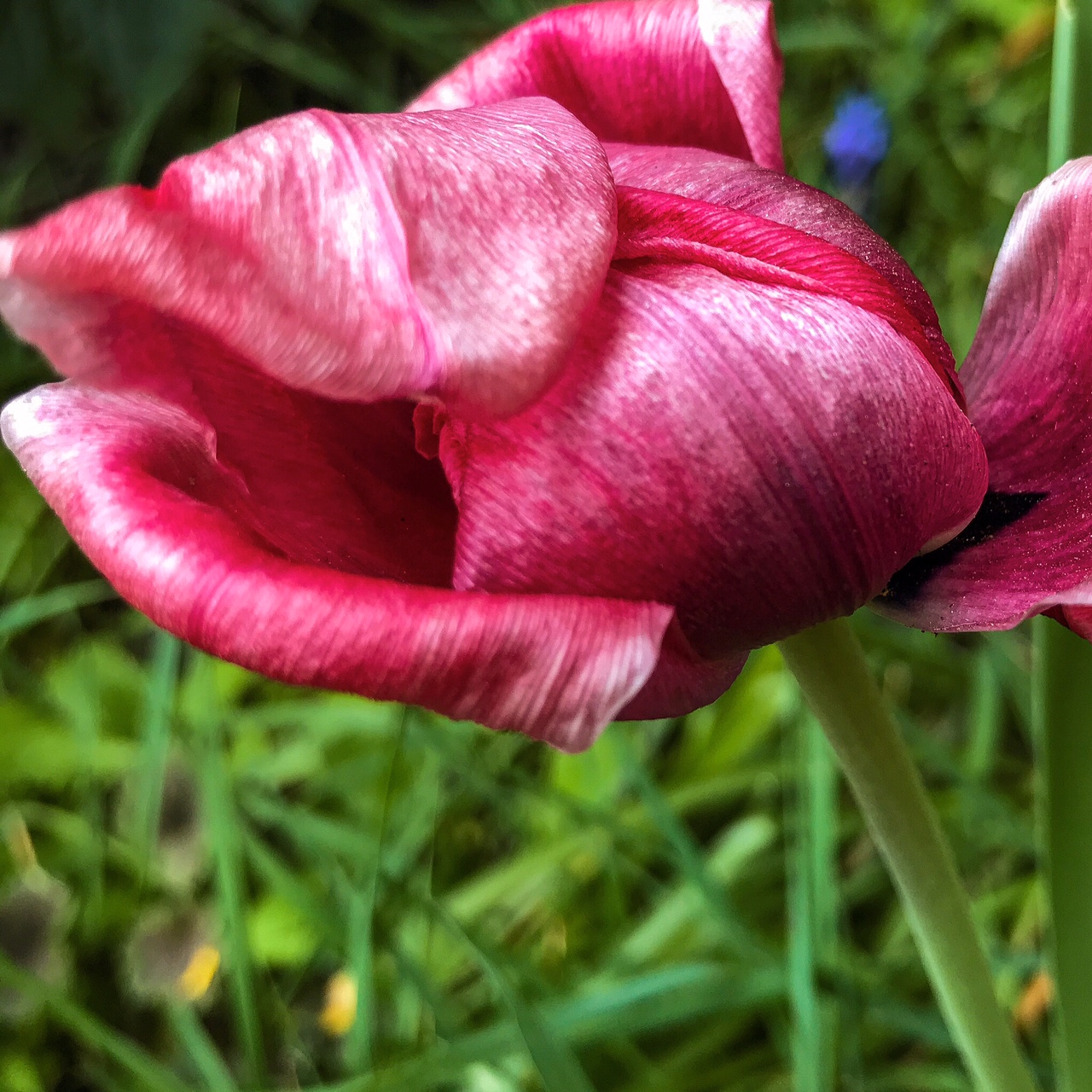 Délicatesse florale