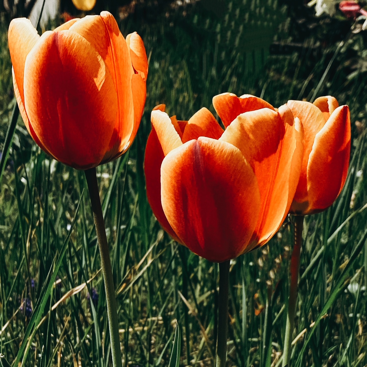 Tulipes ensoleillées