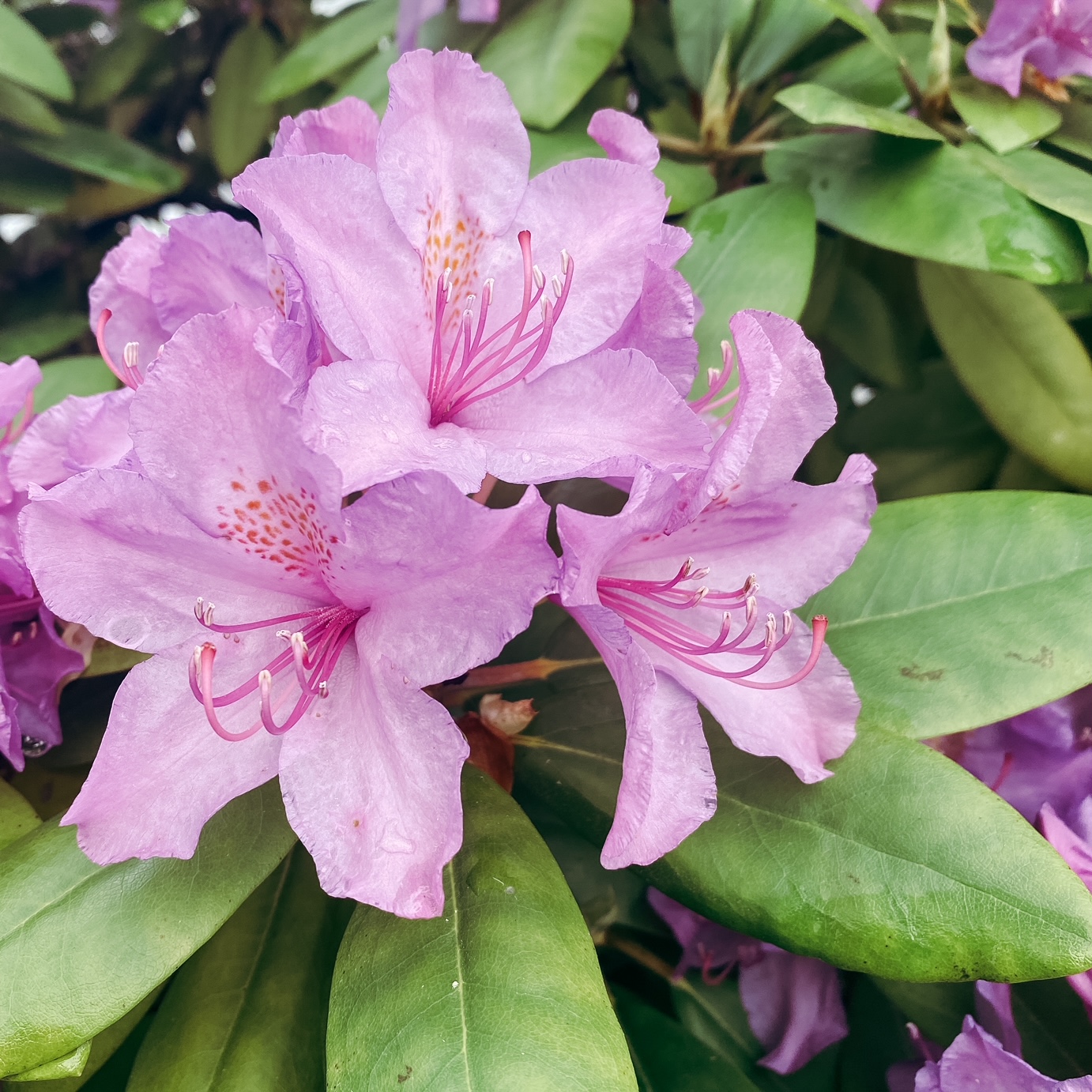 Moi j'aime les rhododendrons