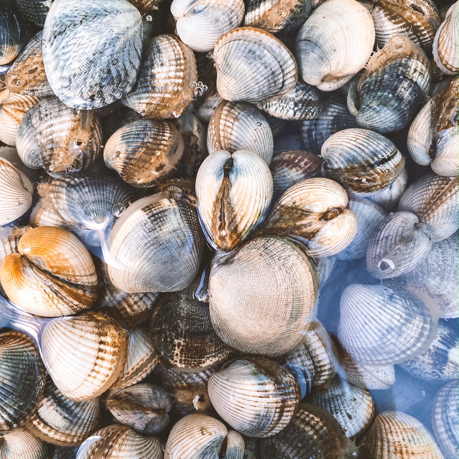 Vongole