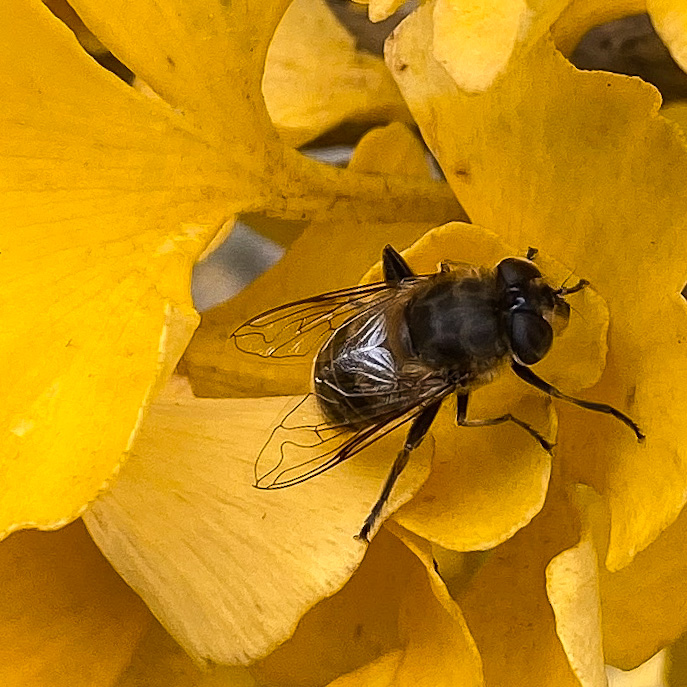 Chercher la petite bête
