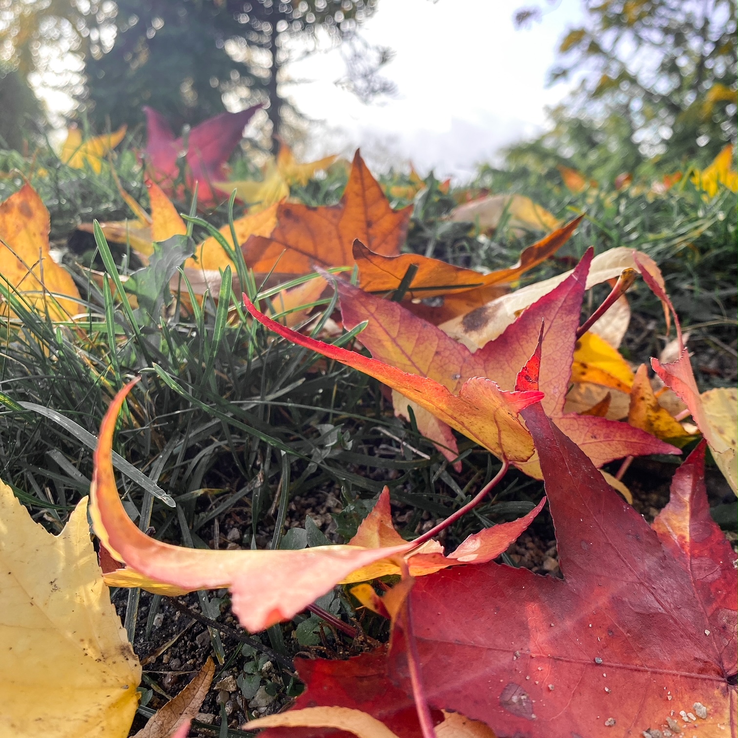 Les feuilles d'automne
