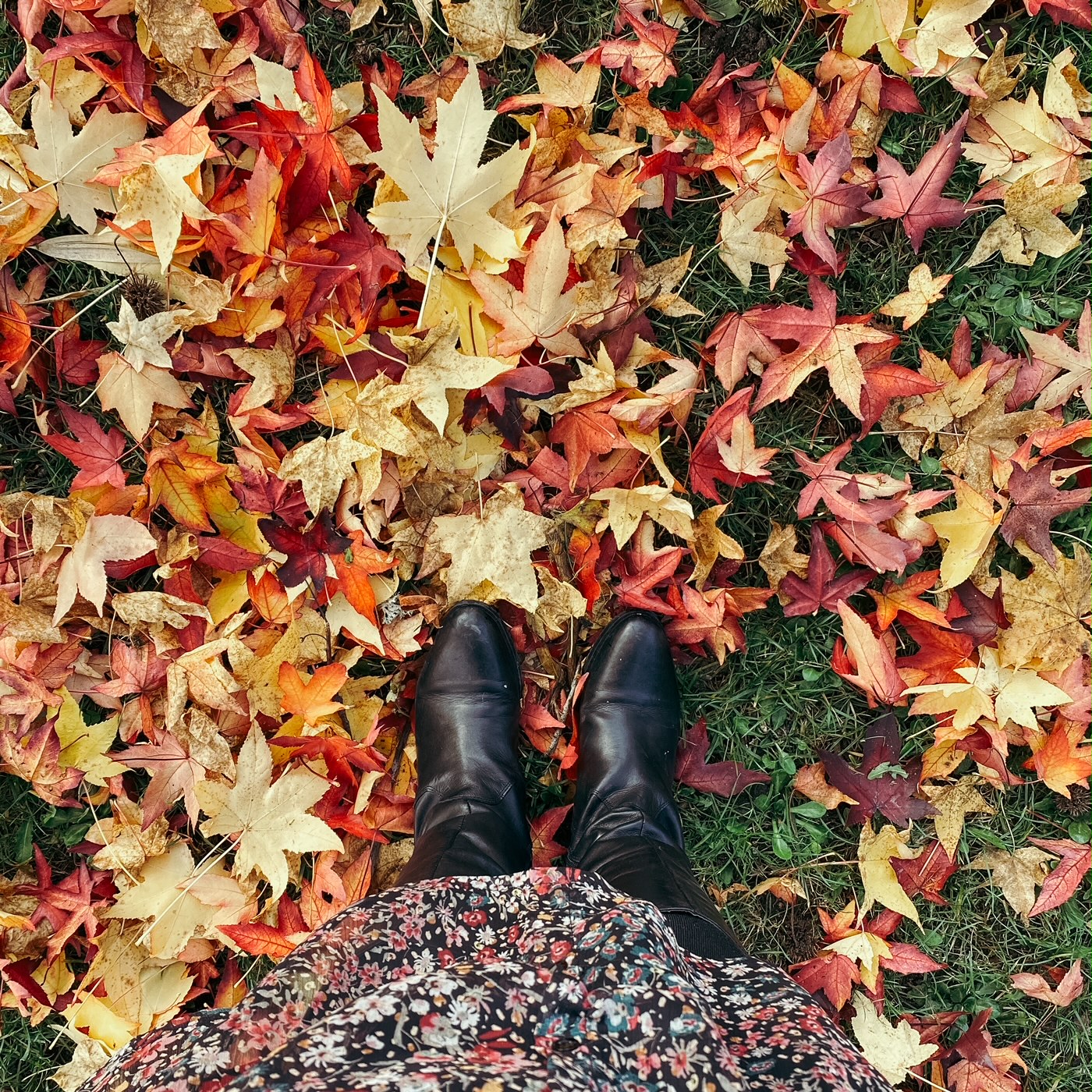 Les feuilles d'automne