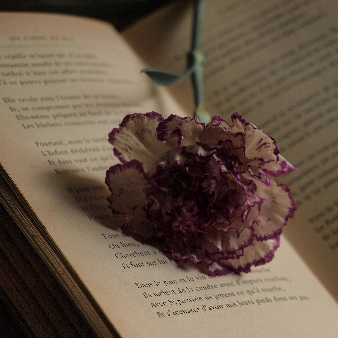 Instantané : Fleurs du Mal