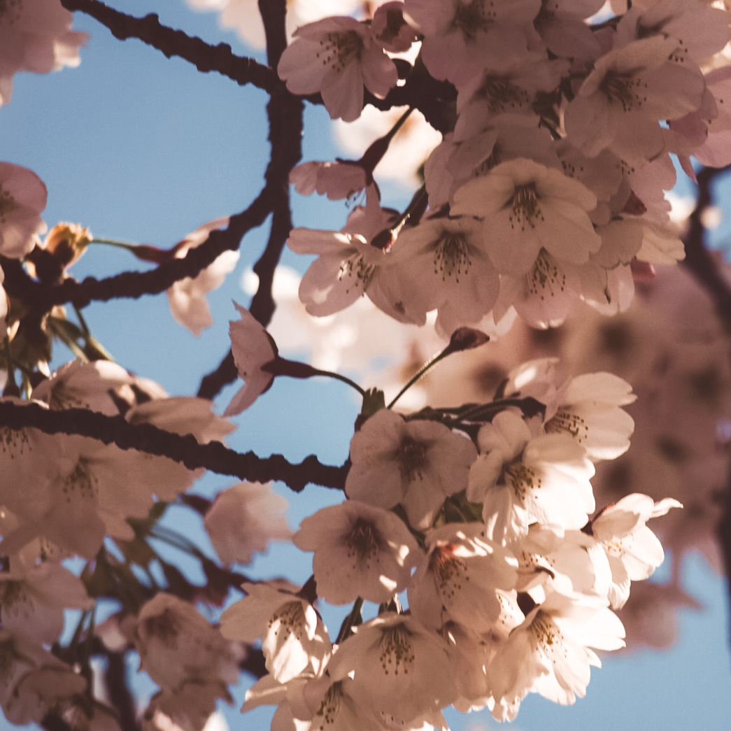 Blossoms : on ne s'en lasse pas
