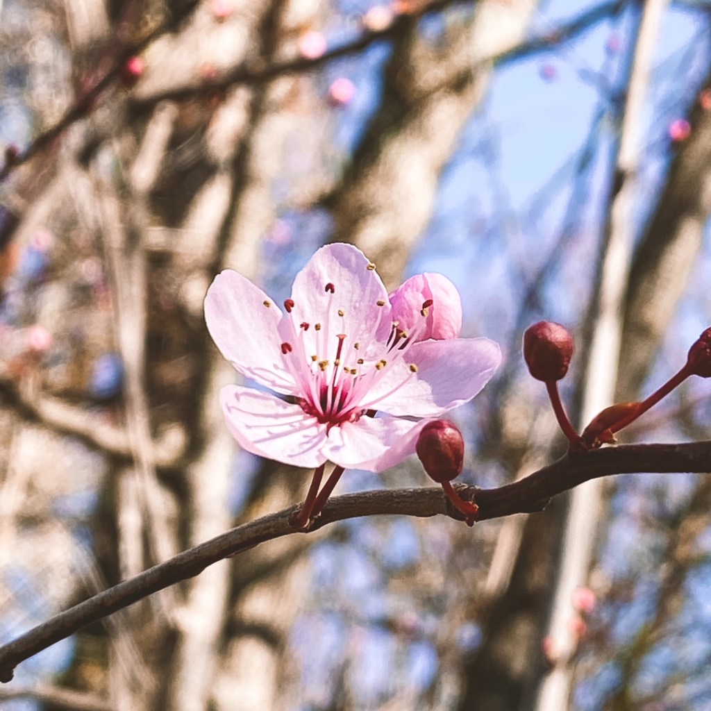 Avant-goût de printemps