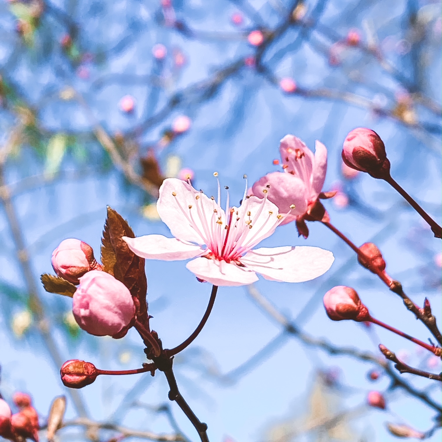 Avant-goût de printemps