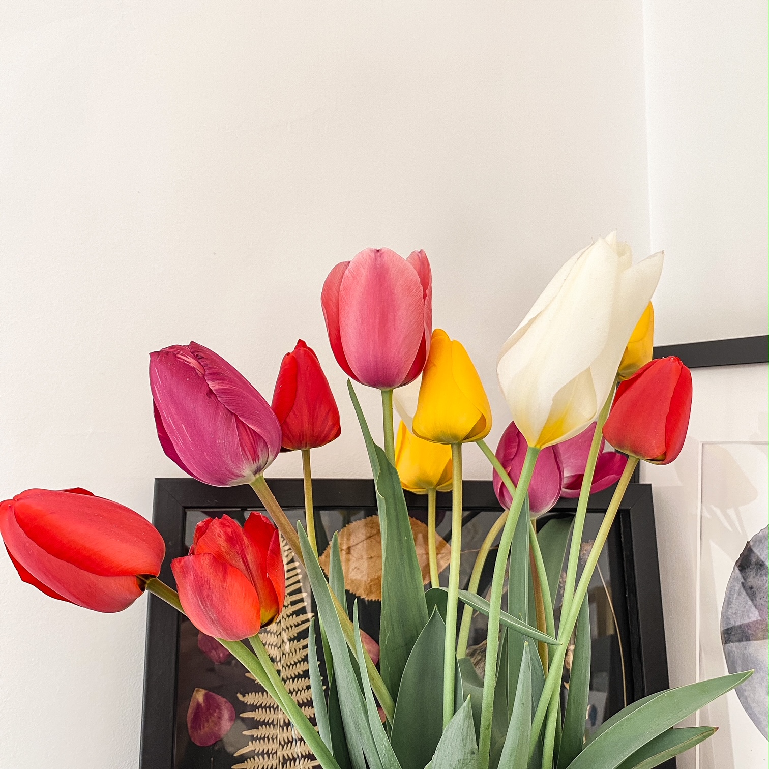 Tulipes jolies
