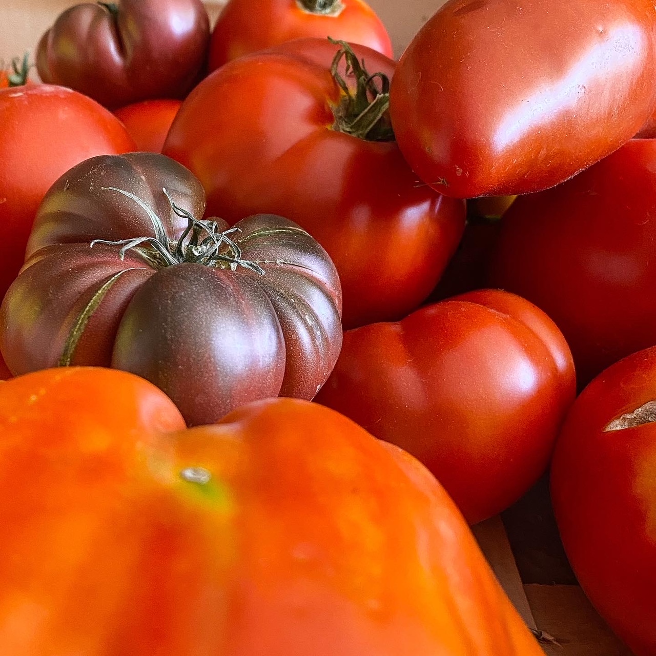 Les tomates sont rouges